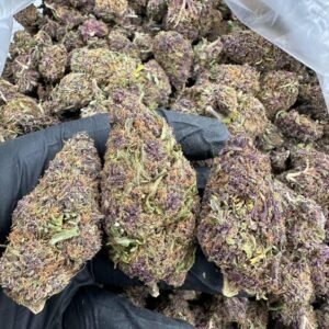 Florida Kush Strain Garcia