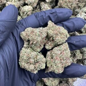 Gandhari Kush Strain