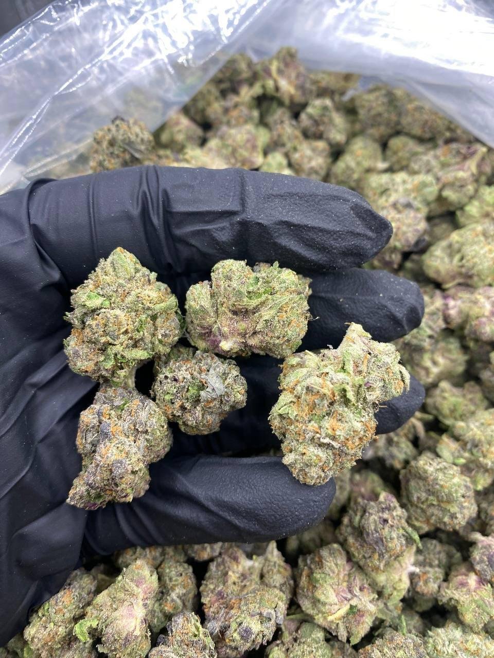 Gelonade Weed Strain