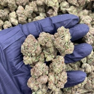 Malibu Pure Kush Strain