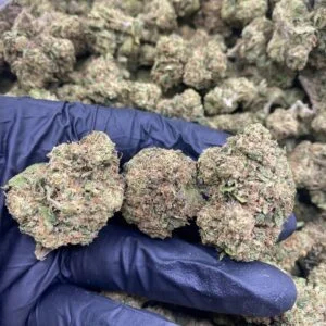 Night Owl Haze Strain