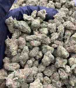 Triangle Kush Strain