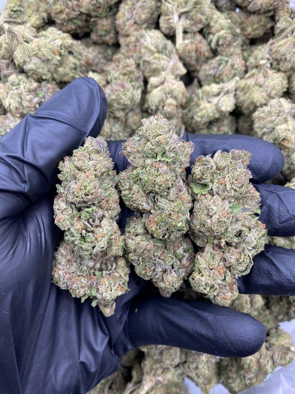 Kush and Cream Strain